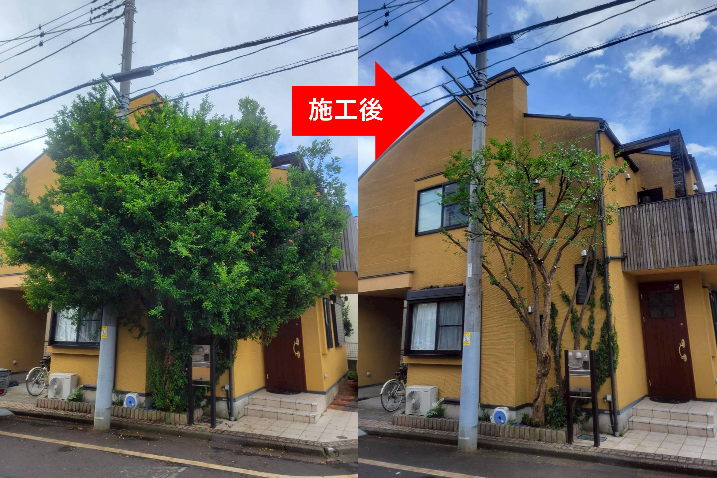 施工事例1：剪定